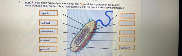 Organelles organelle cellular cell respiration occur libretexts eukaryotic membrane mitochondria