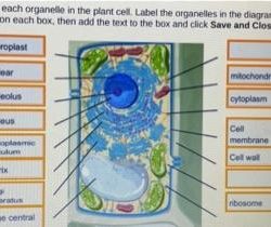 Locate each organelle in the plant cell