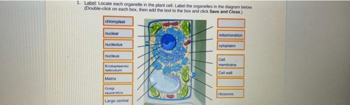 Locate each organelle in the plant cell