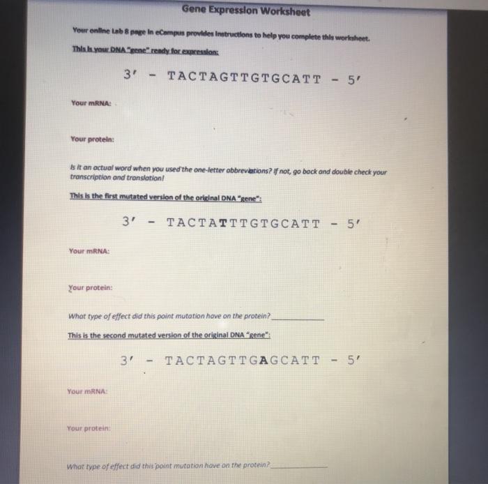 Gene expression- transcription pogil answers