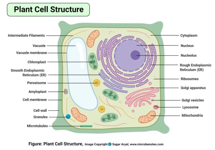 Locate each organelle in the plant cell