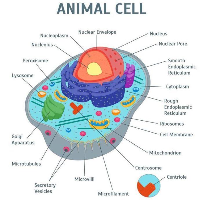 Plant organelles cell cells animal vs model organelle eukaryotic notes interactive