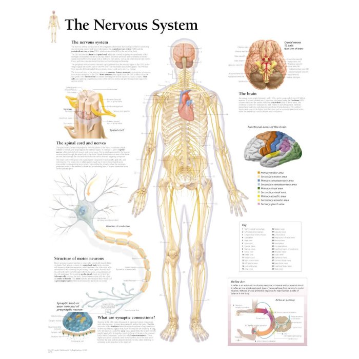 The body's speedy electrochemical information system is called the