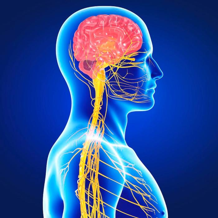 Nervous system diagram wikipedia