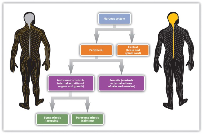 The body's speedy electrochemical information system is called the