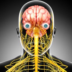 Nervous system 3d nerve central vagus male anatomy brain human nerves stimulation relax kahoot model body systems story quotes play