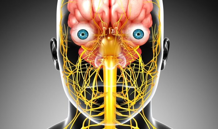 Nervous system 3d nerve central vagus male anatomy brain human nerves stimulation relax kahoot model body systems story quotes play