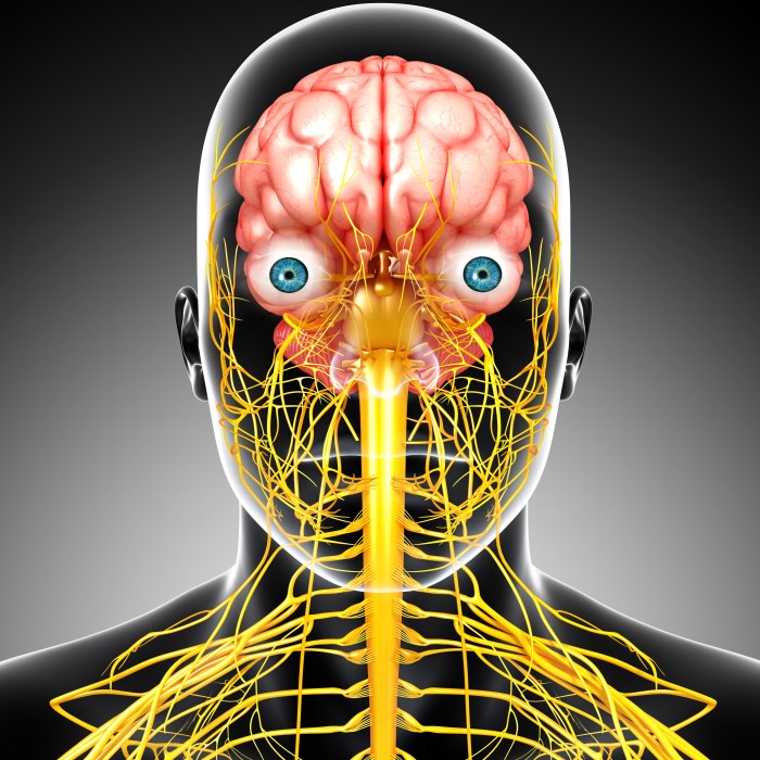 Nervous system 3d nerve central vagus male anatomy brain human nerves stimulation relax kahoot model body systems story quotes play