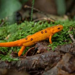 A salamander sings opera into a mushroom microphone