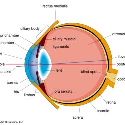 Label the structures in the sagittal section of the eye