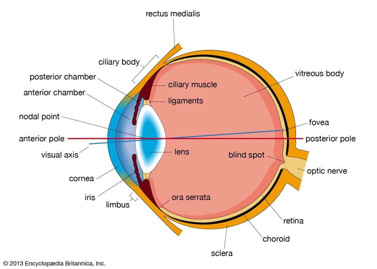 Label the structures in the sagittal section of the eye