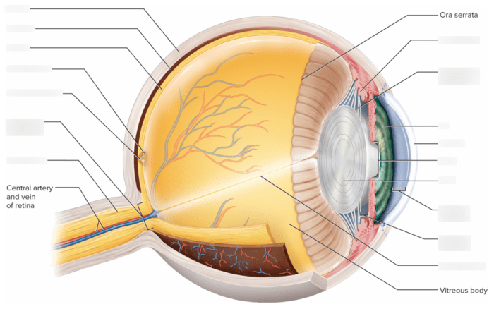 Eye structure anatomy physiology vision labeled anterior parts figure diagram posterior muscles chambers into